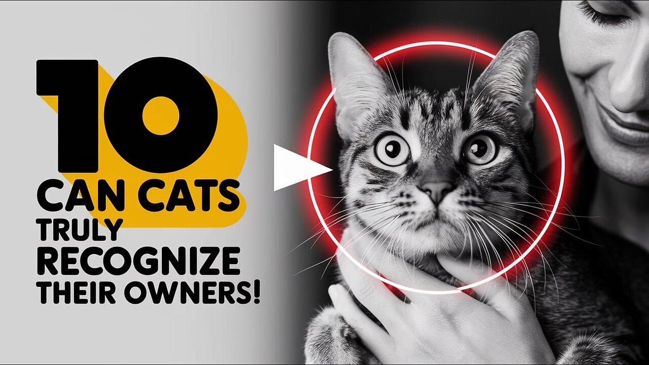 10 Can Cats Truly Recognize Their Owners | Pets Guidelines