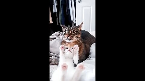 Cats Being Silly – Try Not to Laugh Challenge! #FunnyCats