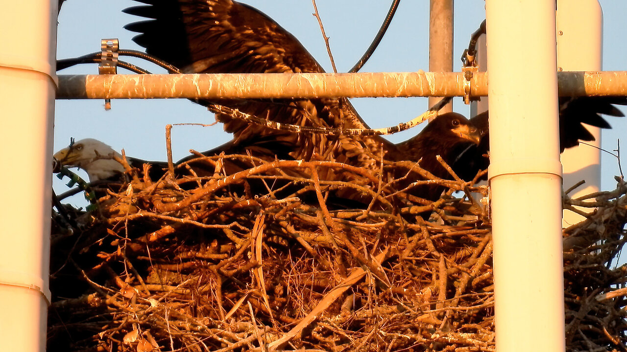 Local Eaglets Getting Big Part 1