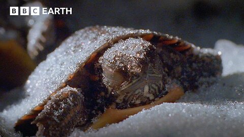 Frozen Alive_ How Painted Baby Turtles