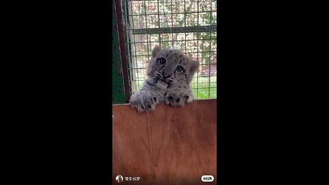 funny baby tiger