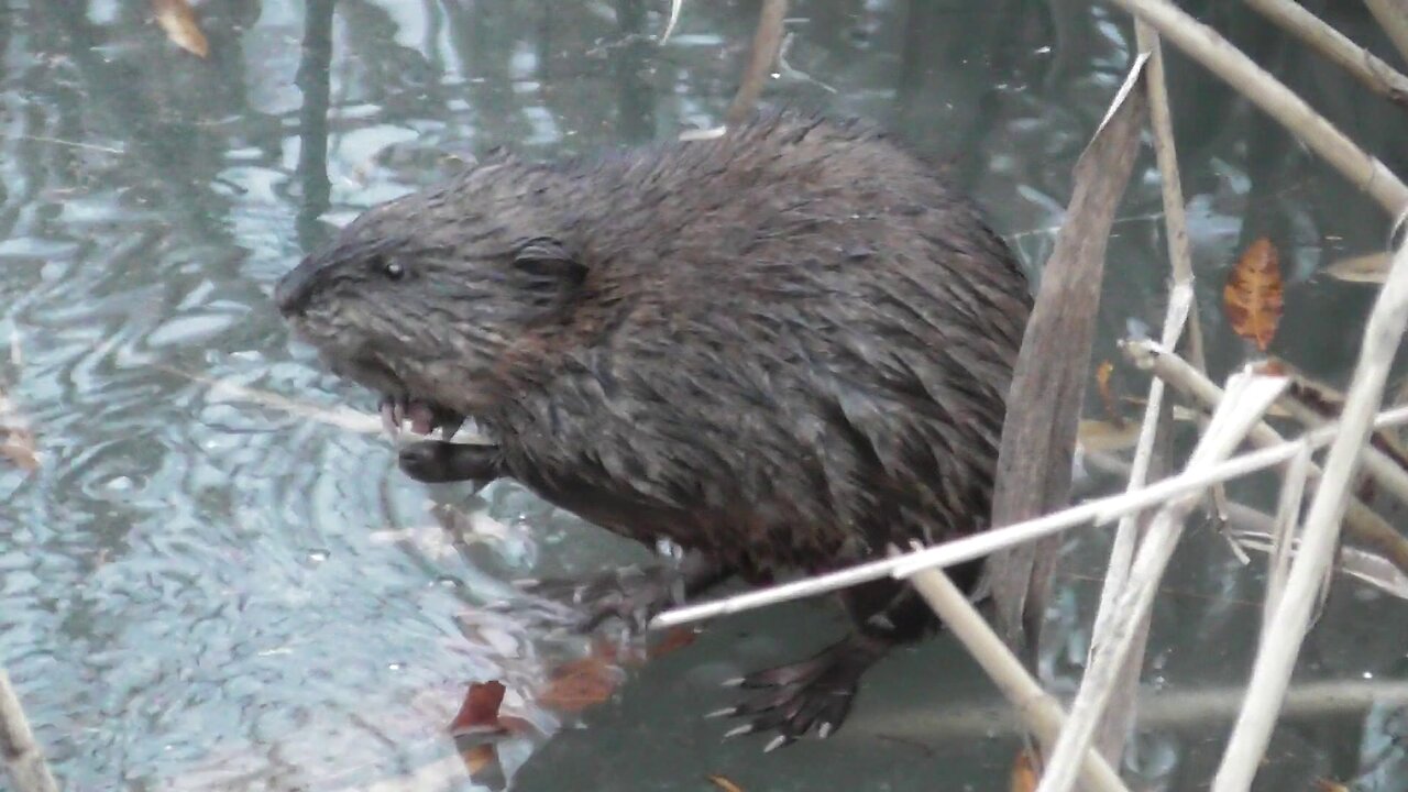 Muskrat