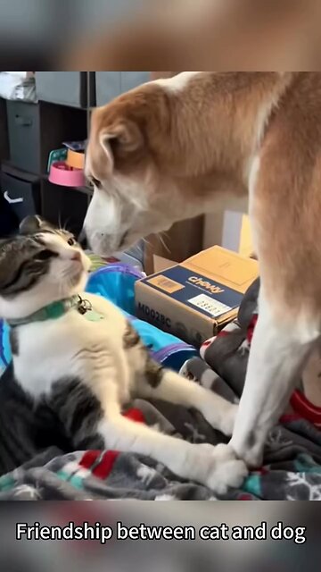 Friendship between cat and dog