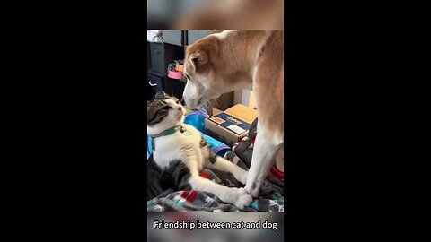 Friendship between cat and dog