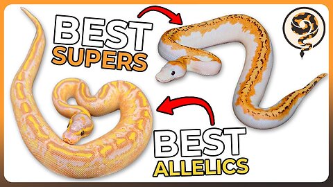 These are 9 of the Best Super and Allelic Ball Python Morphs!