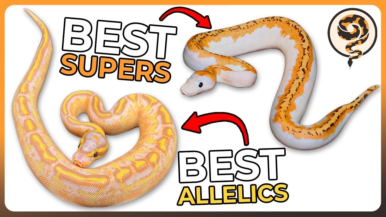 These are 9 of the Best Super and Allelic Ball Python Morphs!