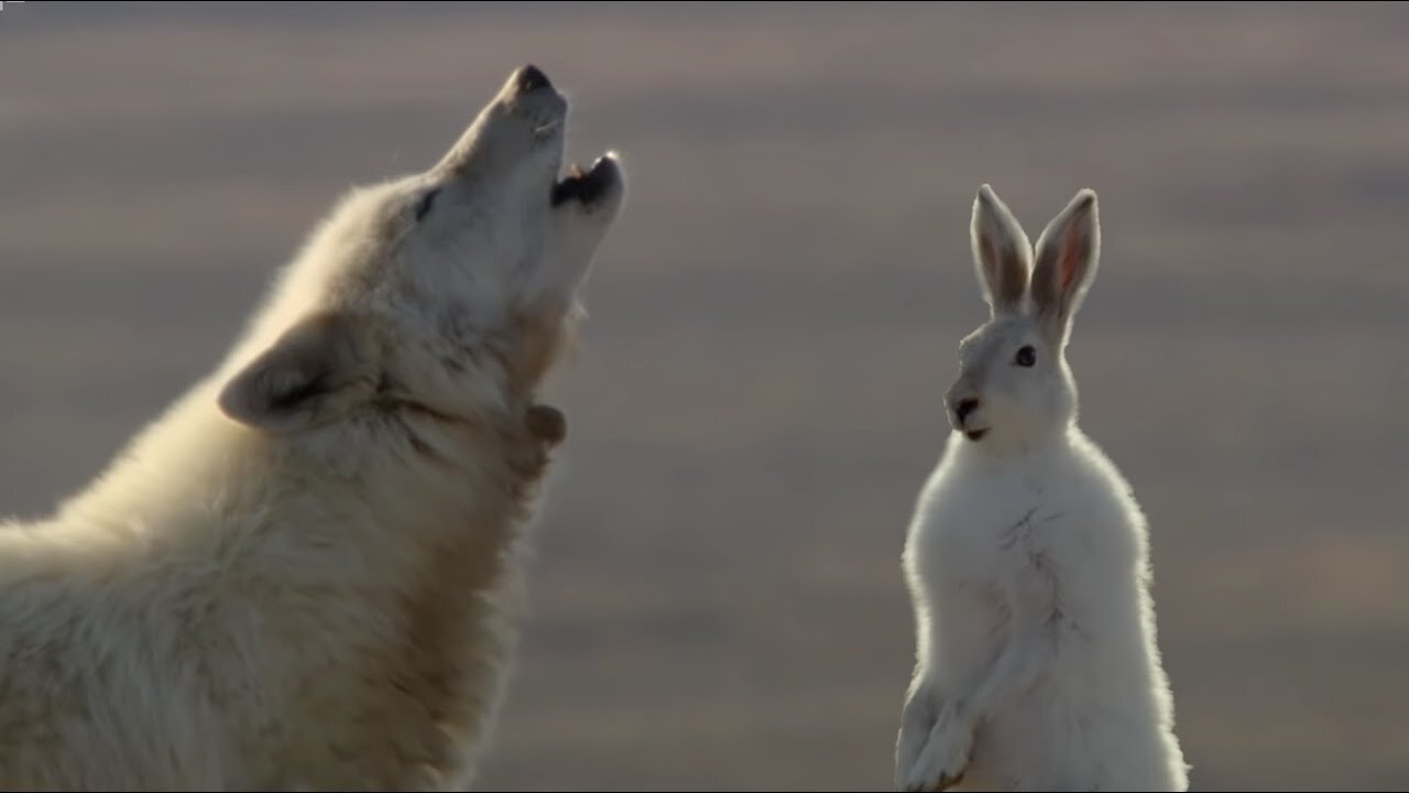 Wolf Pack Hunts A Hare