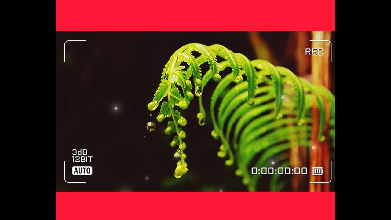 DXN - THE REAL COMPANY