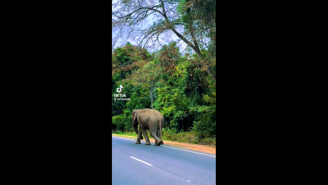 *"Majestic Elephant Walking Down the Road in Sri Lanka 🐘"*