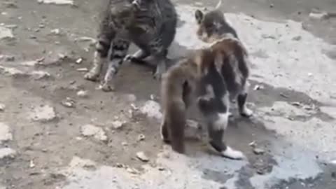5 minutos sem perder a amizade