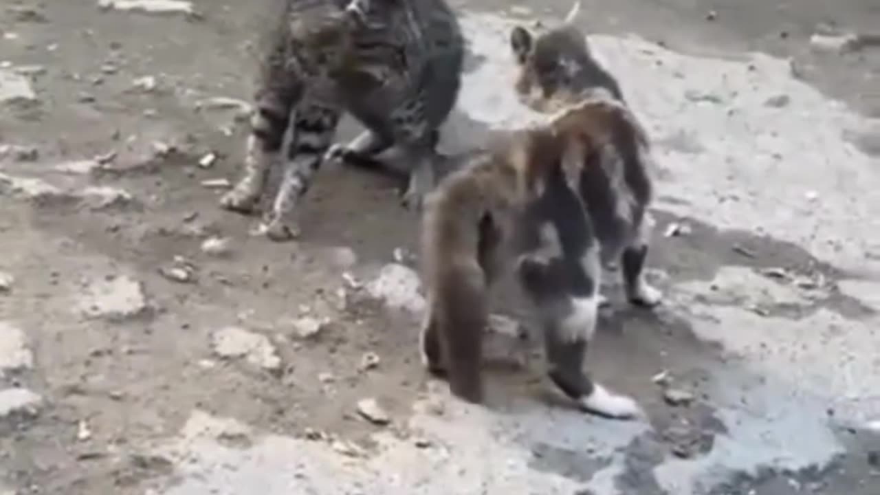 5 minutos sem perder a amizade