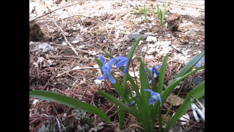 Spring Beauty Scilla April 2023