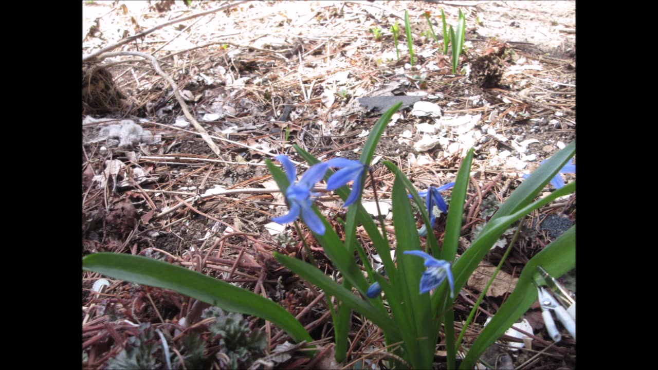 Spring Beauty Scilla April 2023