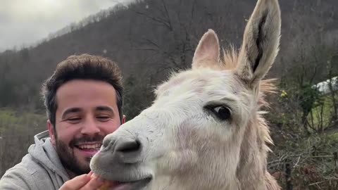 A donkey that talks to humans 😱