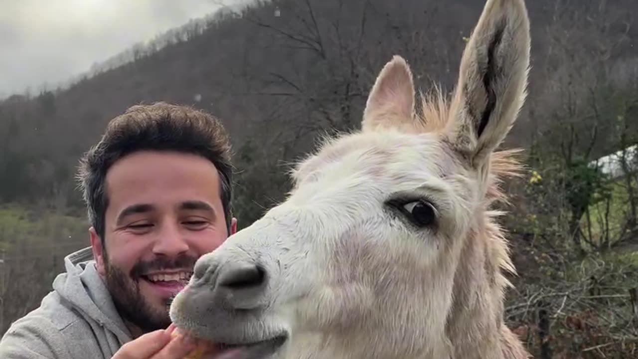 A donkey that talks to humans 😱