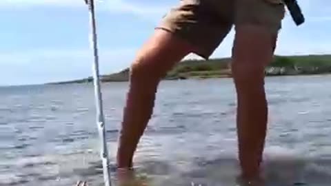 Giant mud crab catching