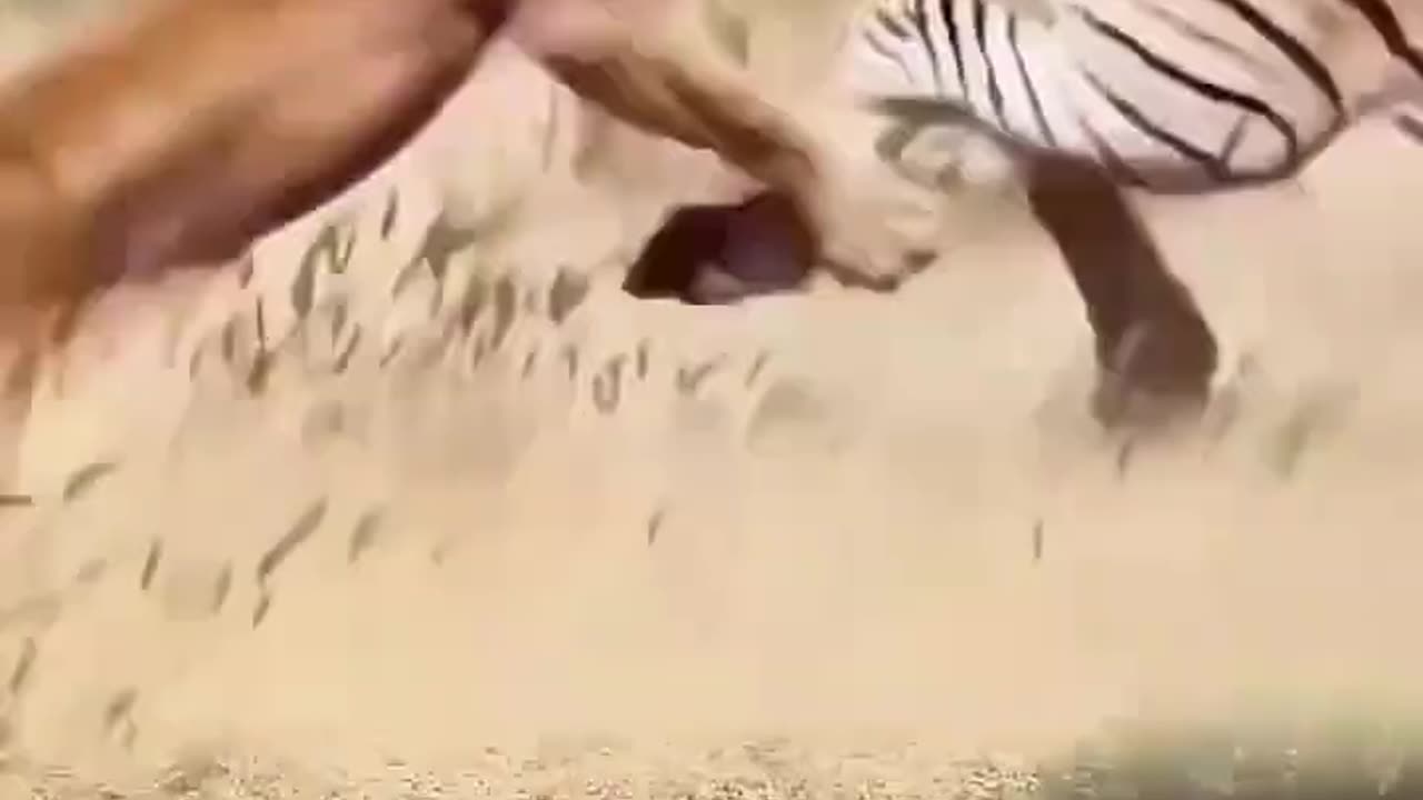 Epic Predator-Prey Encounter||Lioness Hunts Zebra on the Savannah"