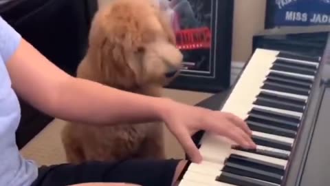 His reaction to the piano is so adorable.. 😊