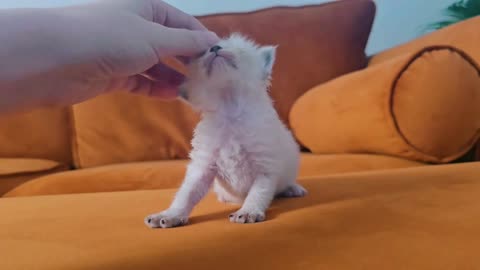 TINY KITTEN LOOKING FOR LOVE 💗 - CUTE CATS