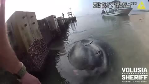 Volusia County deputies rescue giant ocean sunfish trapped in shallow water