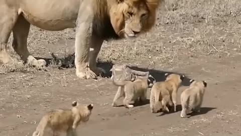 Watch now! Super Cute Lion Cubs playing around father!