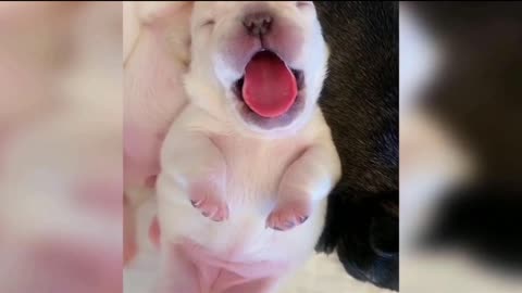 Sleepy Puppy Pile: Cutest Baby Dog Nap Ever!