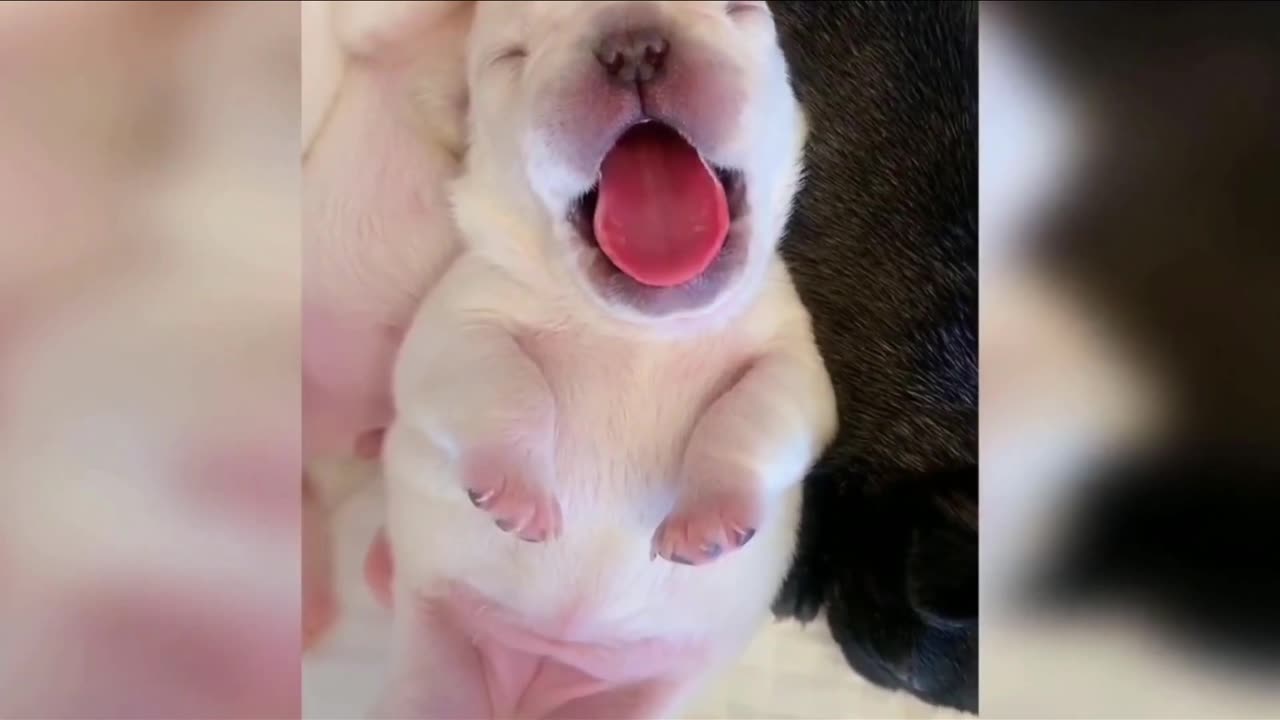 Sleepy Puppy Pile: Cutest Baby Dog Nap Ever!