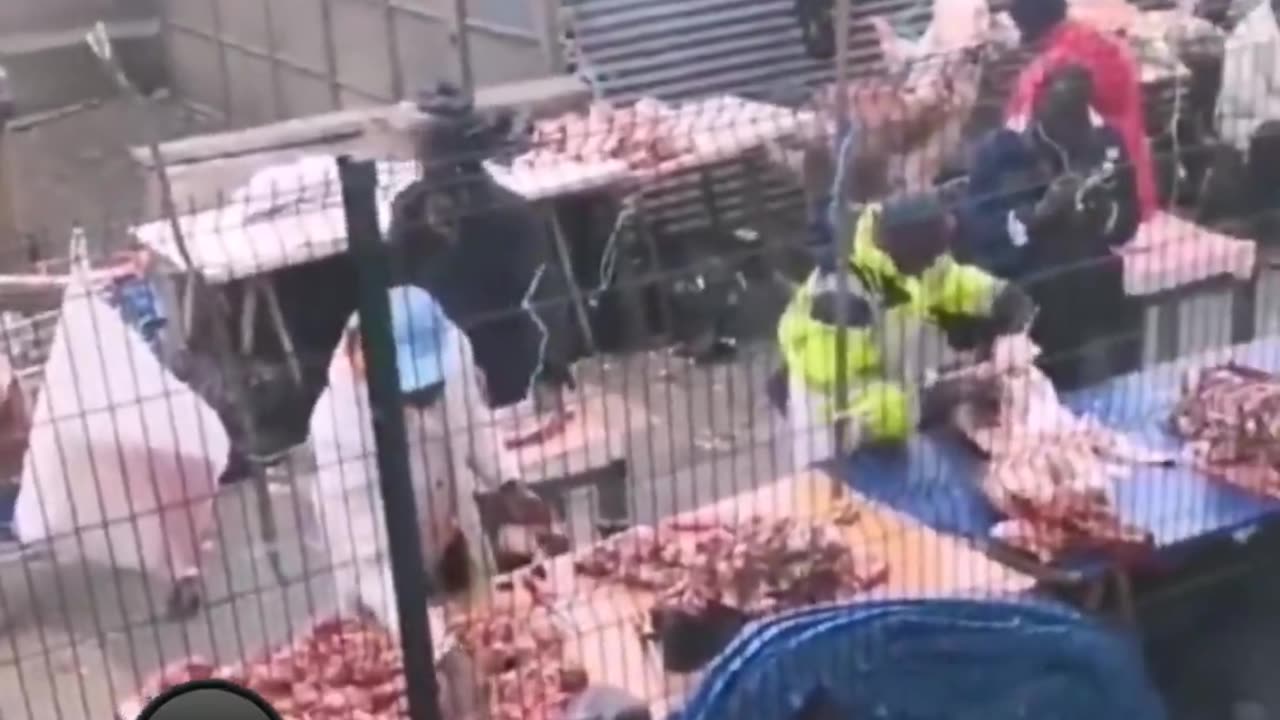 In France, meat is sold on pavements without any respect for health and hygiene