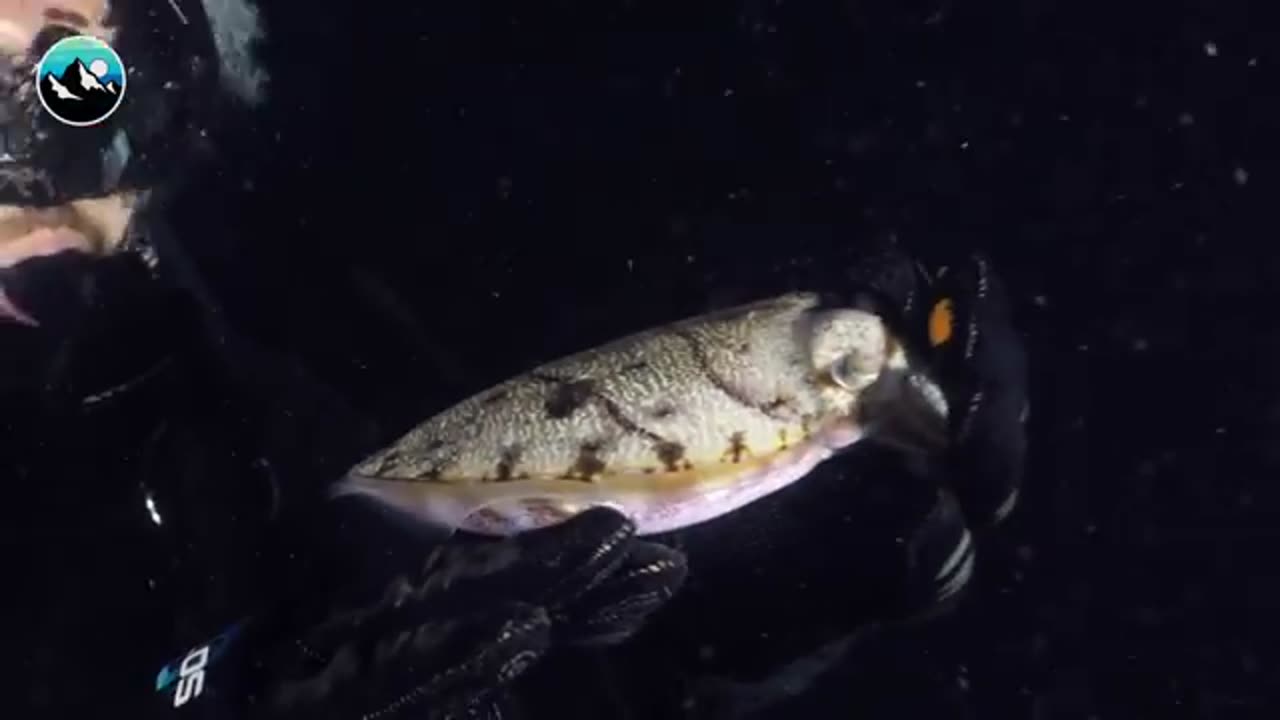 EATEN ALIVE by a Bobbit Worm!