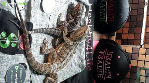 ⭕ Live Stream Day 4 2025 🔴 With 🐉 Mascots 🍎 🐲 Kobe & Health A Day In The Life Of Bearded Dragons🐲Day4🐉⭕Live🦎Stream🔴