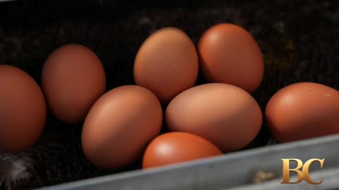 Agriculture secretary outlines plan to lower egg prices