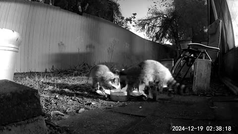 Two Raccoons 06