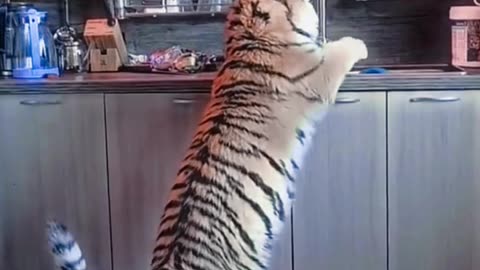 Hungry Tiger😱😳