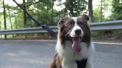 Adjustable Tactical Dog Harness