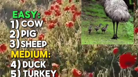 Can you get 10/10 by naming all these farm animals?