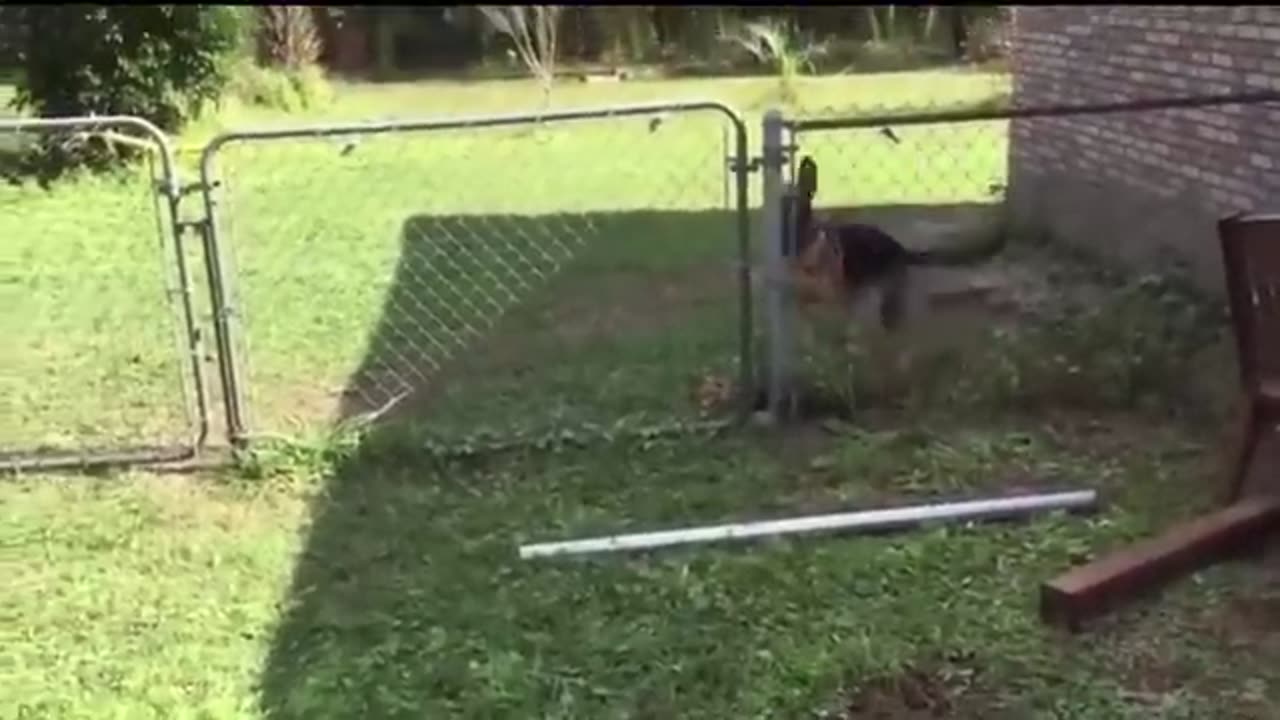 Animals Getting Shocked with Funny Sound Effects