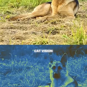 Animals light vision