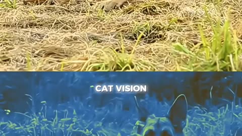 Animals light vision