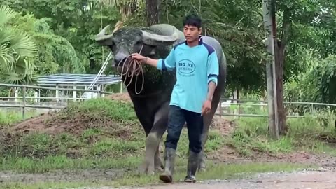 Swamp Buffalo from Thailand