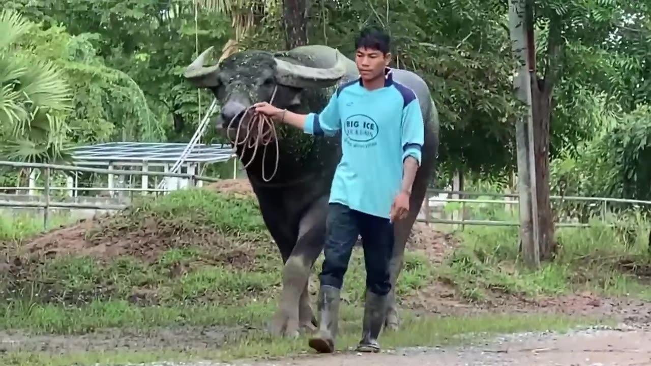 Swamp Buffalo from Thailand