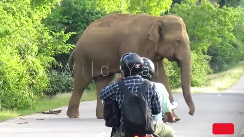 World Most heartbreaking encounter Elephant Attack On a forest road Srilanka