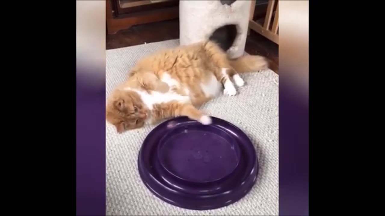 Funny animal videos- try not to laugh