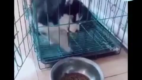 The Great Husky Escape