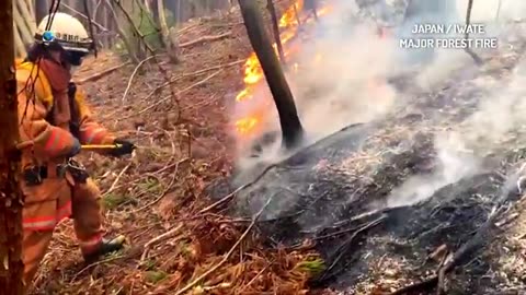Incendie de forêt de grande ampleur au Japon : la situation reste critique