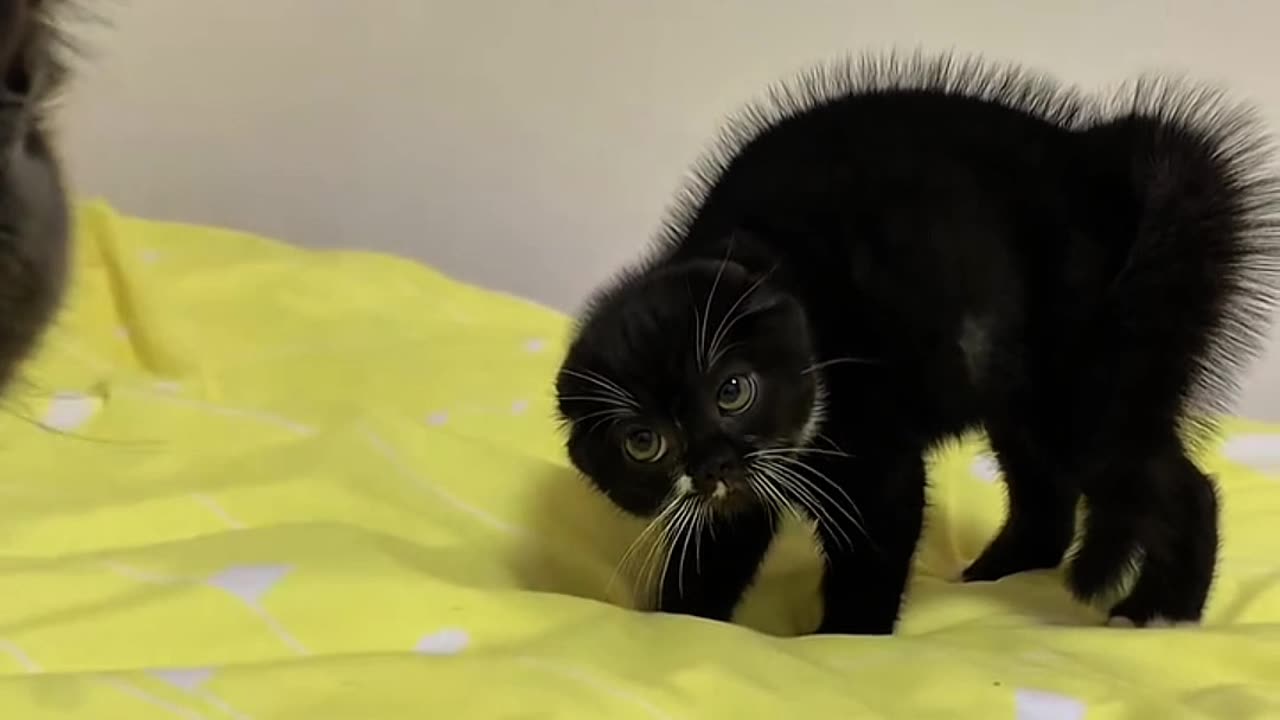 Arrepiou até os pêlos do cool