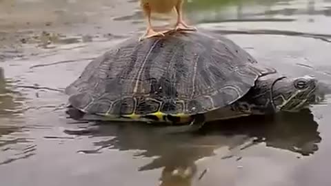Cute and addorable turtle, duck and puppy having quality time 🐶🦆🐢...