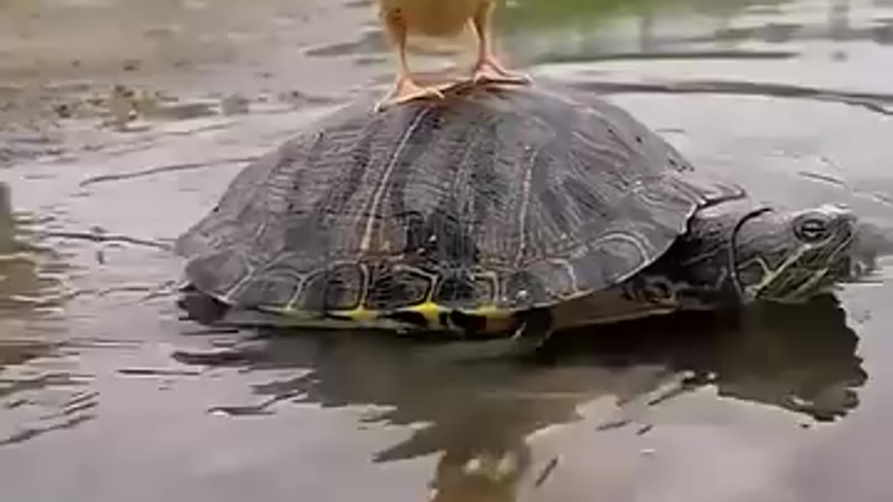 Cute and addorable turtle, duck and puppy having quality time πΆπ¦π’...
