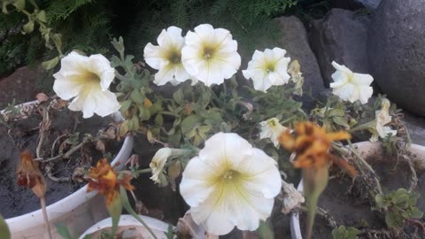 A crowd of petunias