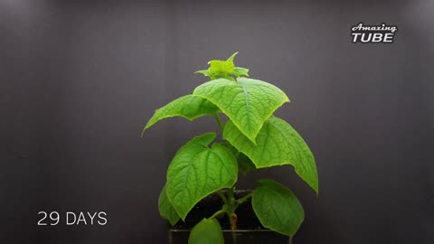 Growing Cucumber Time Lapse Seed To Fruit In 55 Days