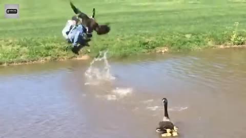 Funny Cute Ducks - Try Not To Laugh...